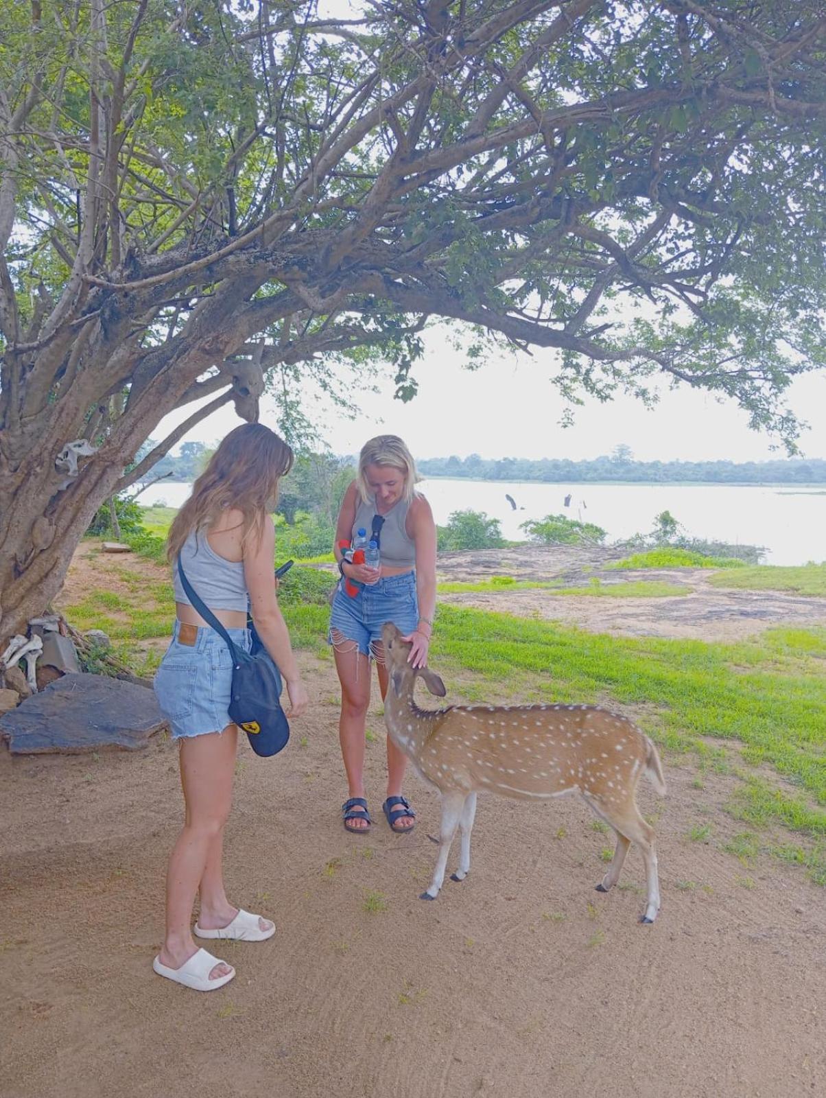 White Rose Safari Home Stay 达瓦拉维 外观 照片