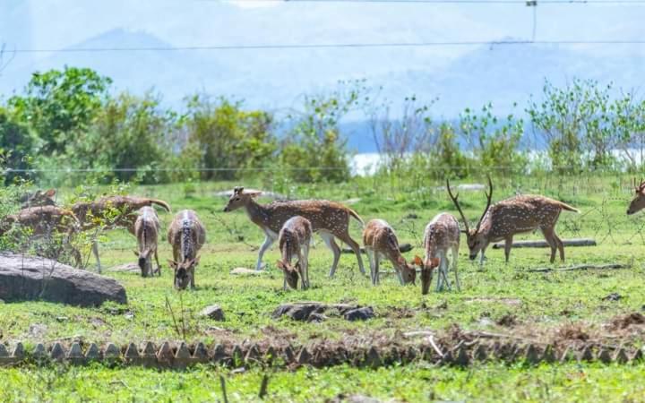 White Rose Safari Home Stay 达瓦拉维 外观 照片